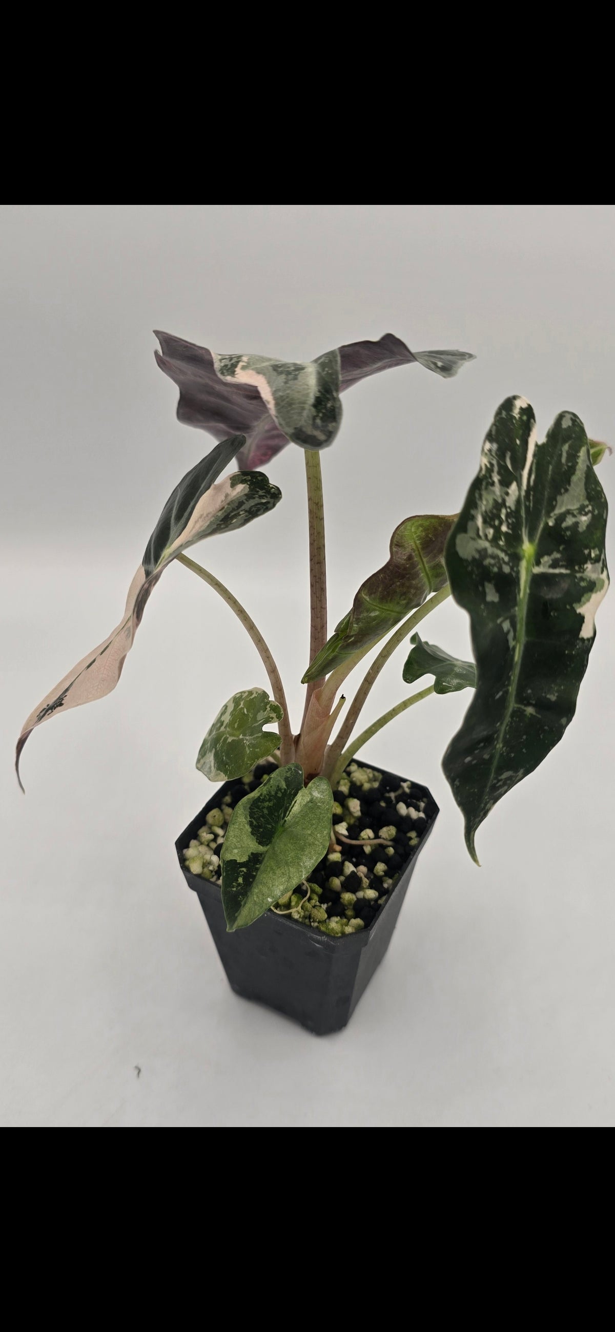 Alocasia Polly Snowflake Pink Variegata