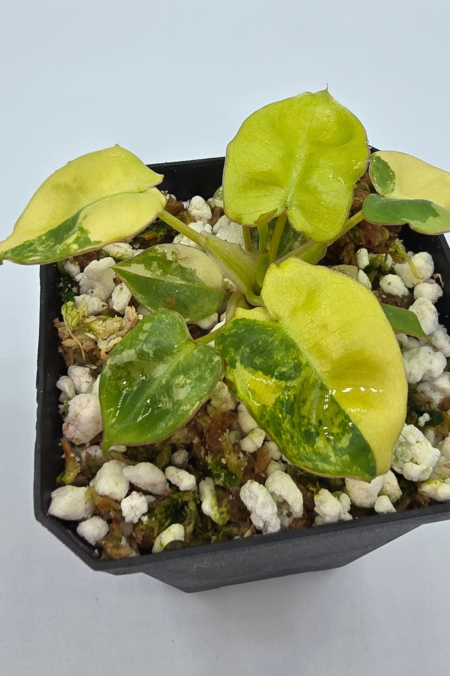 Philodendron Raritäten