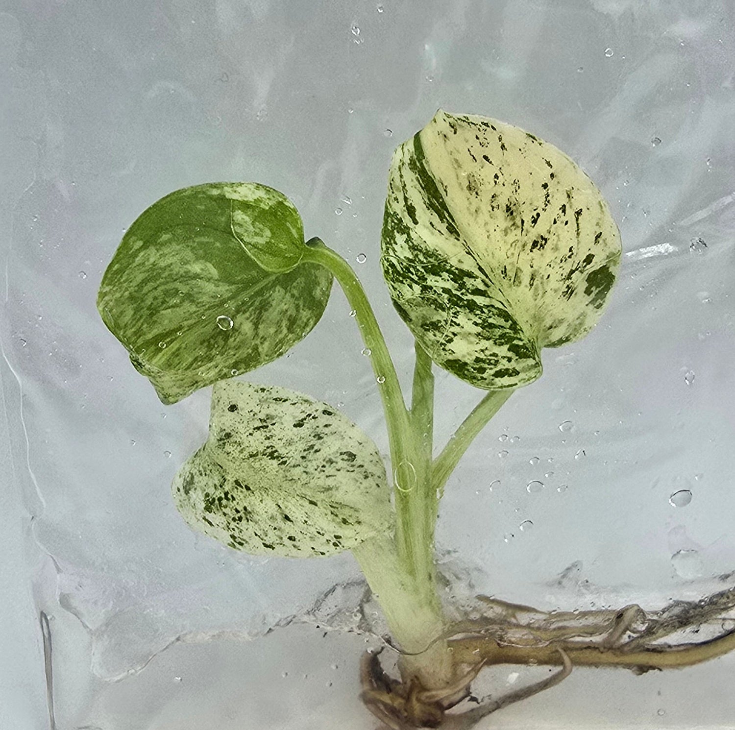 Tissue Culture Pflanzen