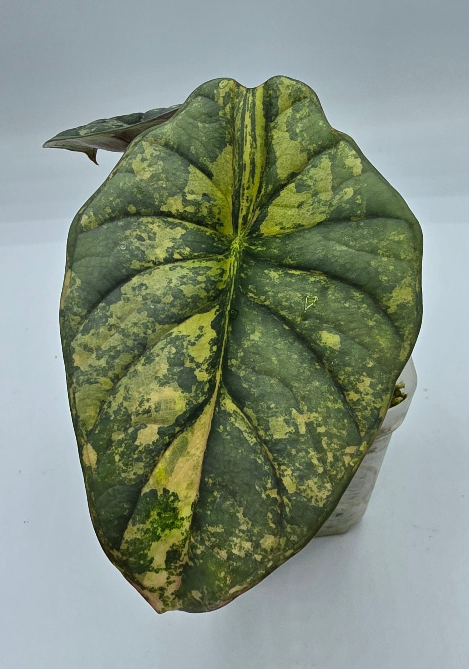 Alocasia Raritäten