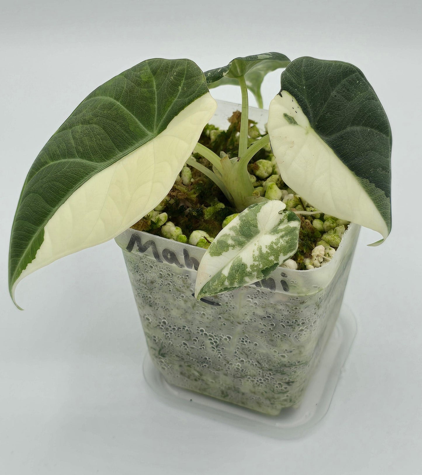 Alocasia Maharani Variegata