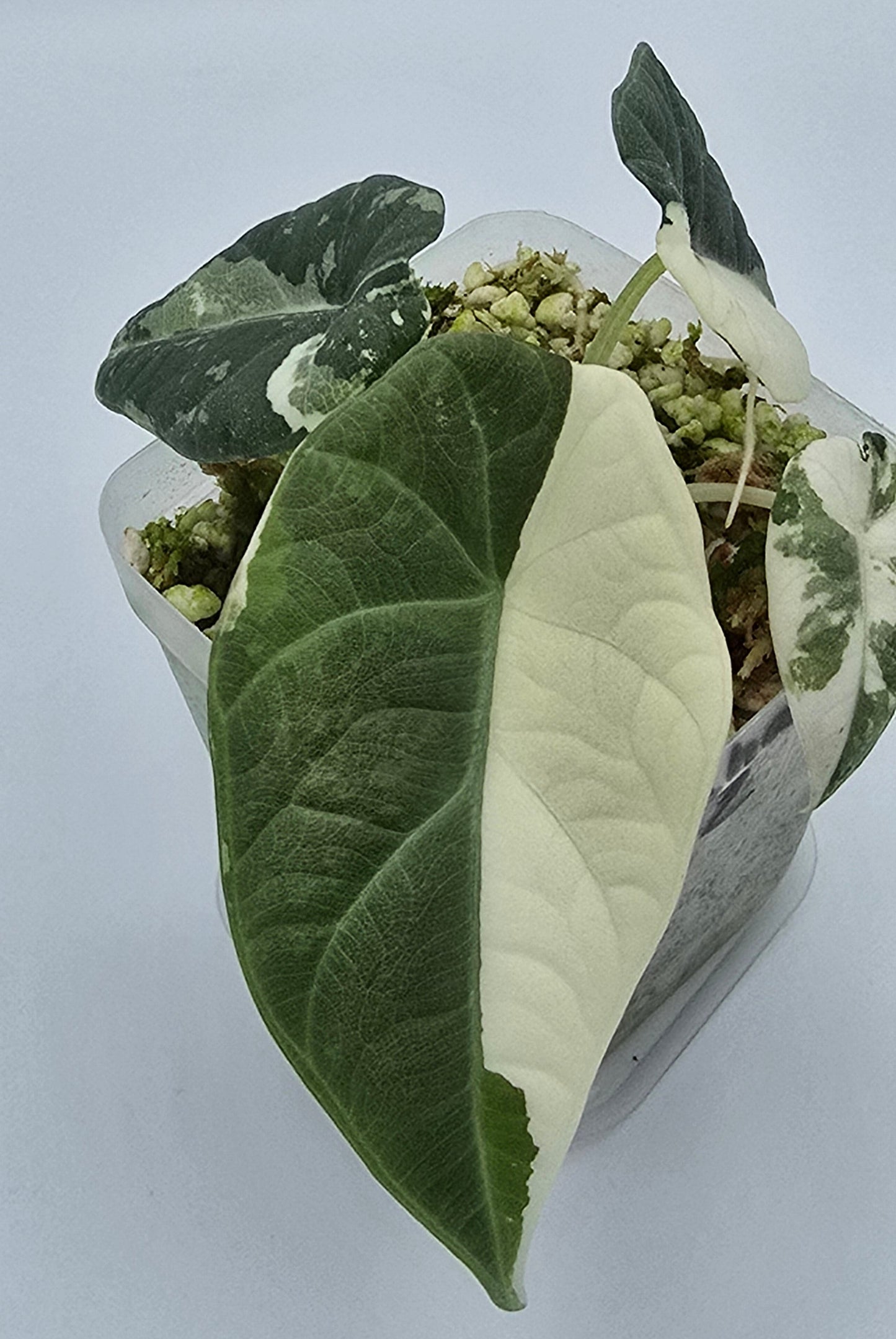 Alocasia Maharani Variegata
