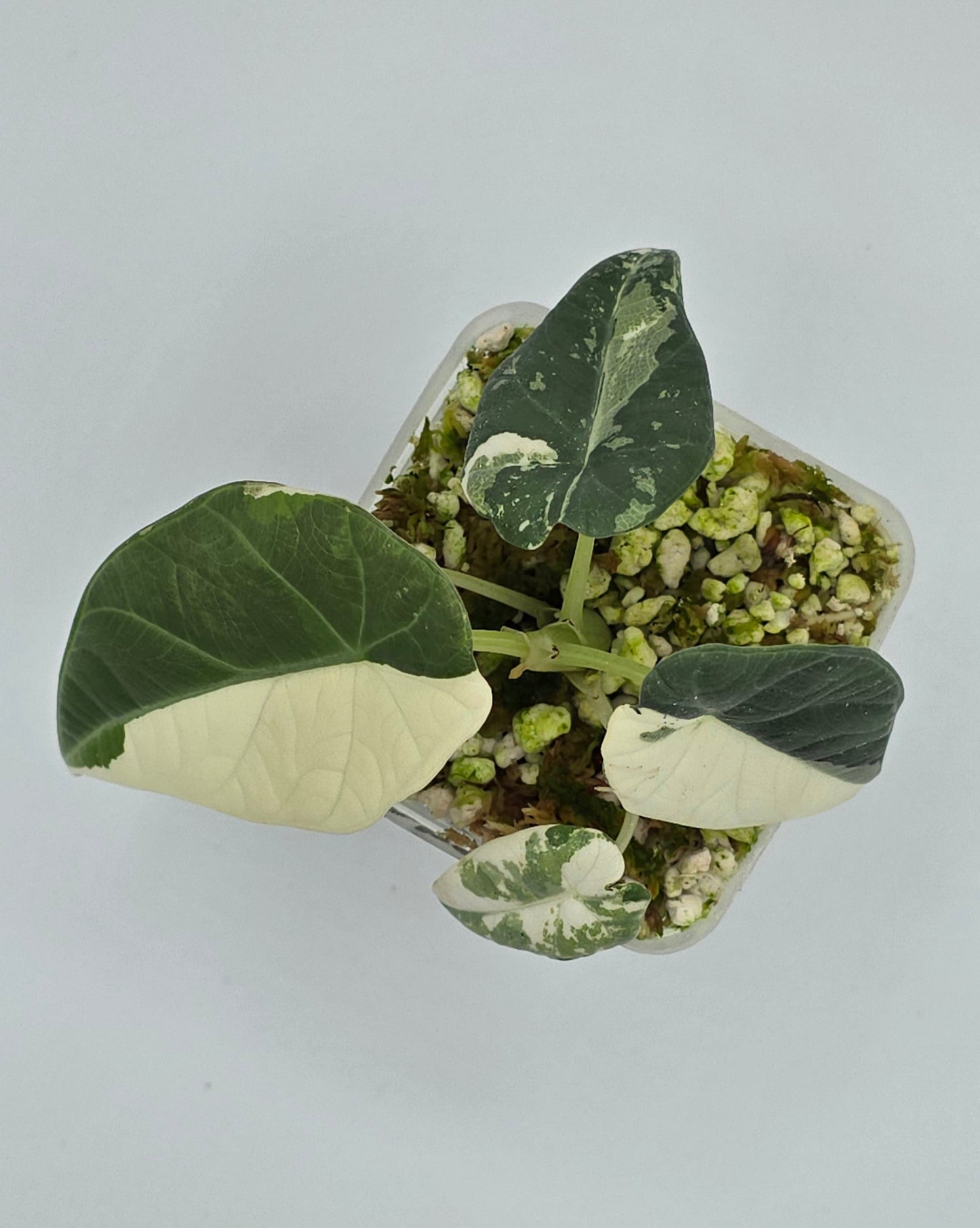 Alocasia Maharani Variegata