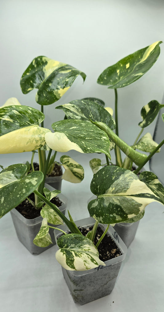 Monstera Thai Constellation Super High Grade