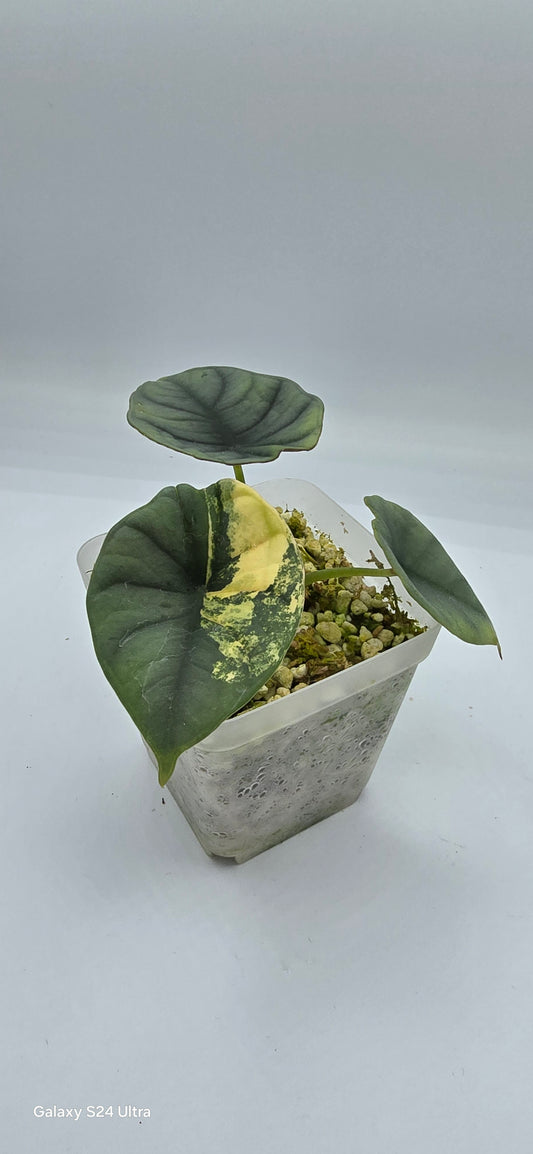 Alocasia Nebula Aurea Variegata