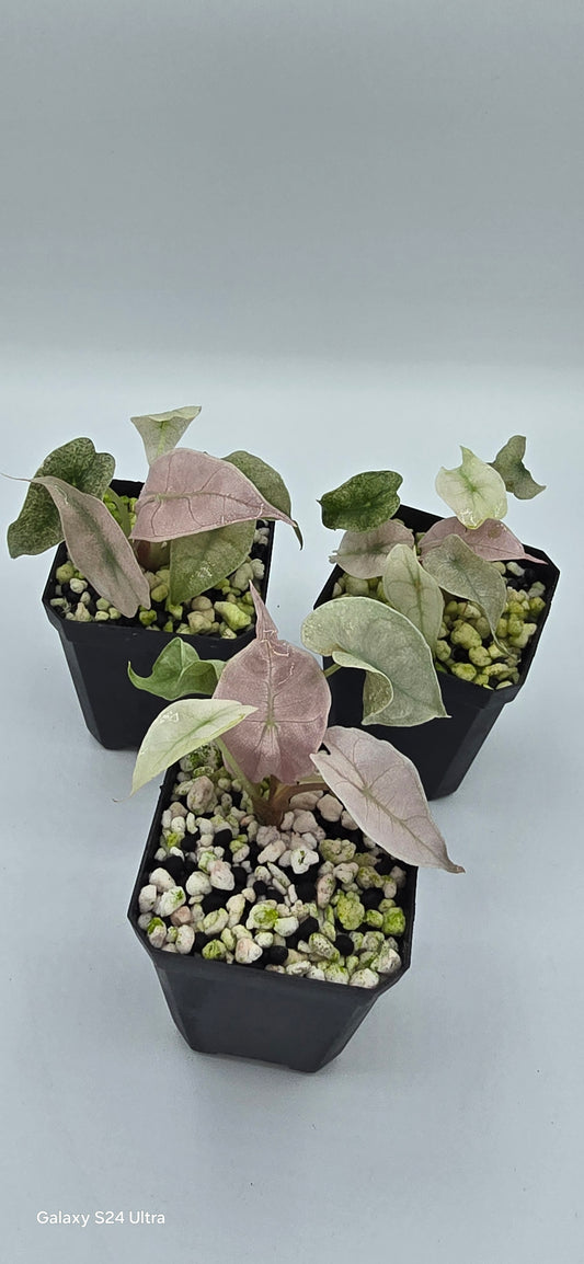 Alocasia Polly Pink Ghost Variegata