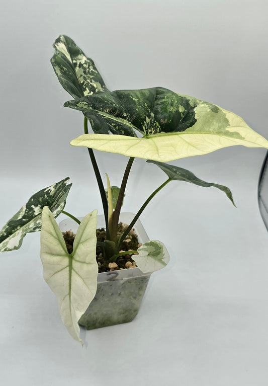 Alocasia Simpo Albo Variegata