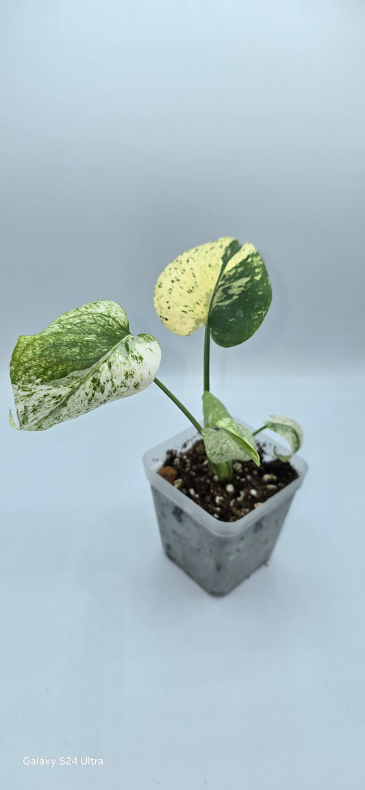 Monstera White Monster