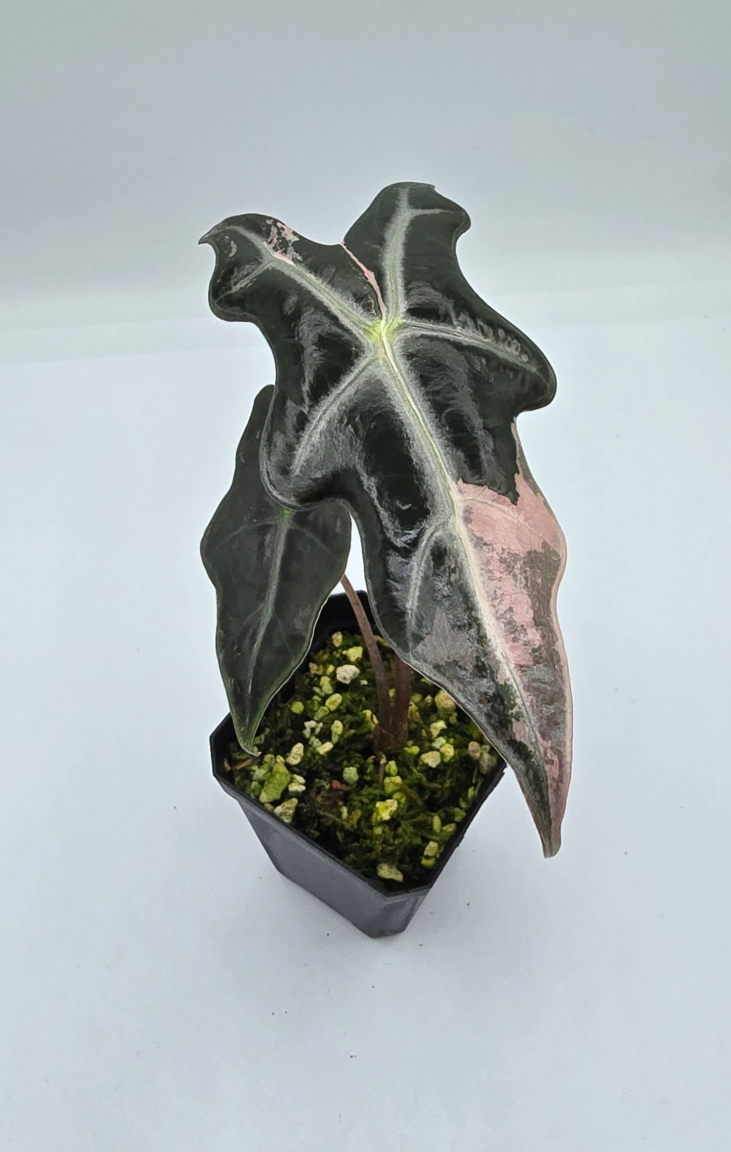 Alocasia Nobilis Pink Variegata