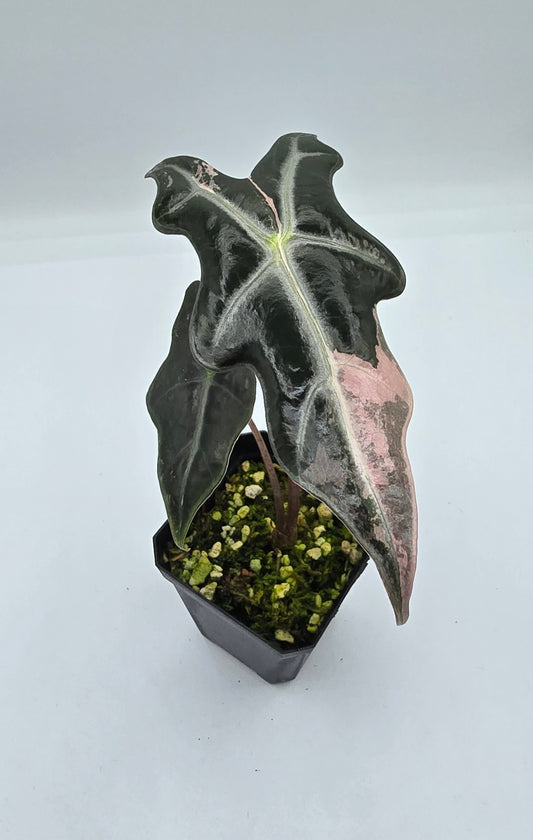 Alocasia Nobilis Pink Variegata