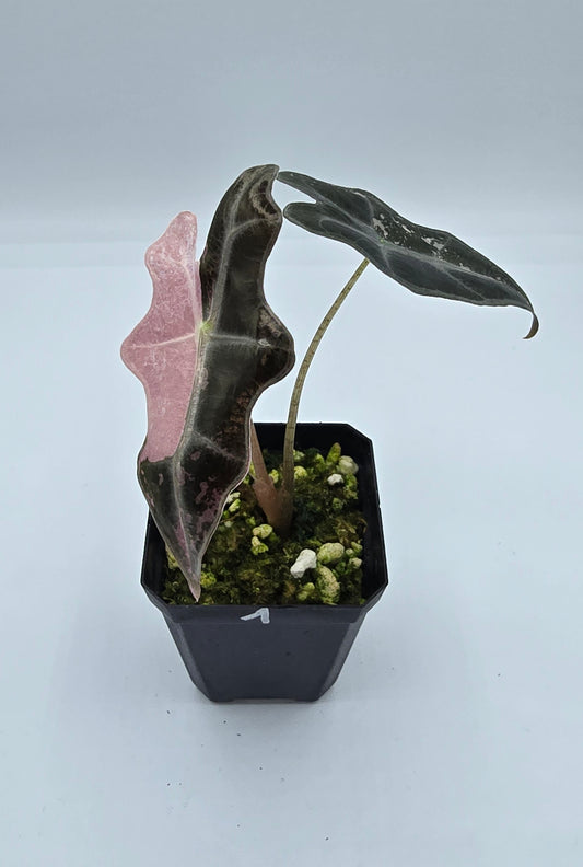Alocasia Nobilis Pink Variegata