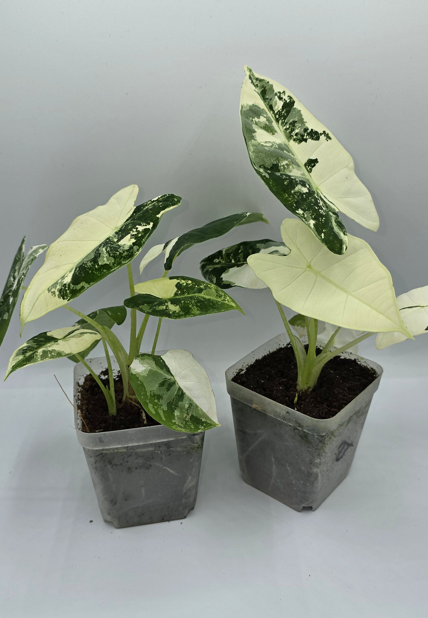 Alocasia Frydek Variegata
