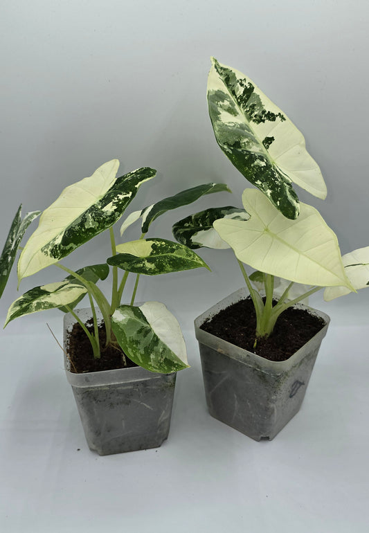 Alocasia Frydek Variegata