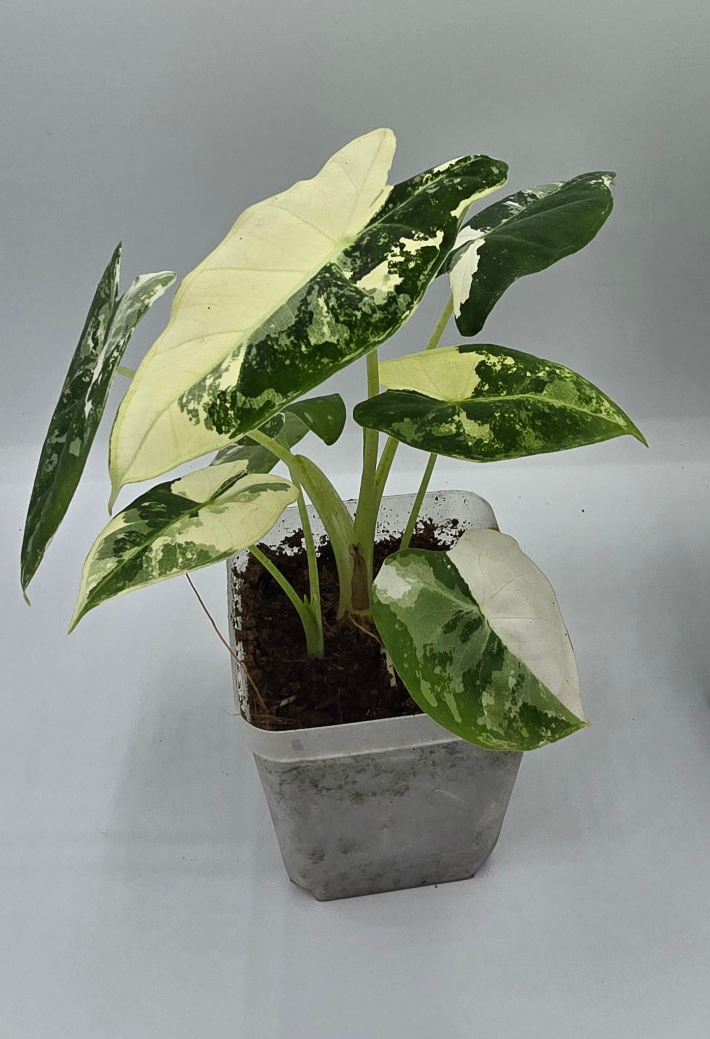 Alocasia Frydek Variegata