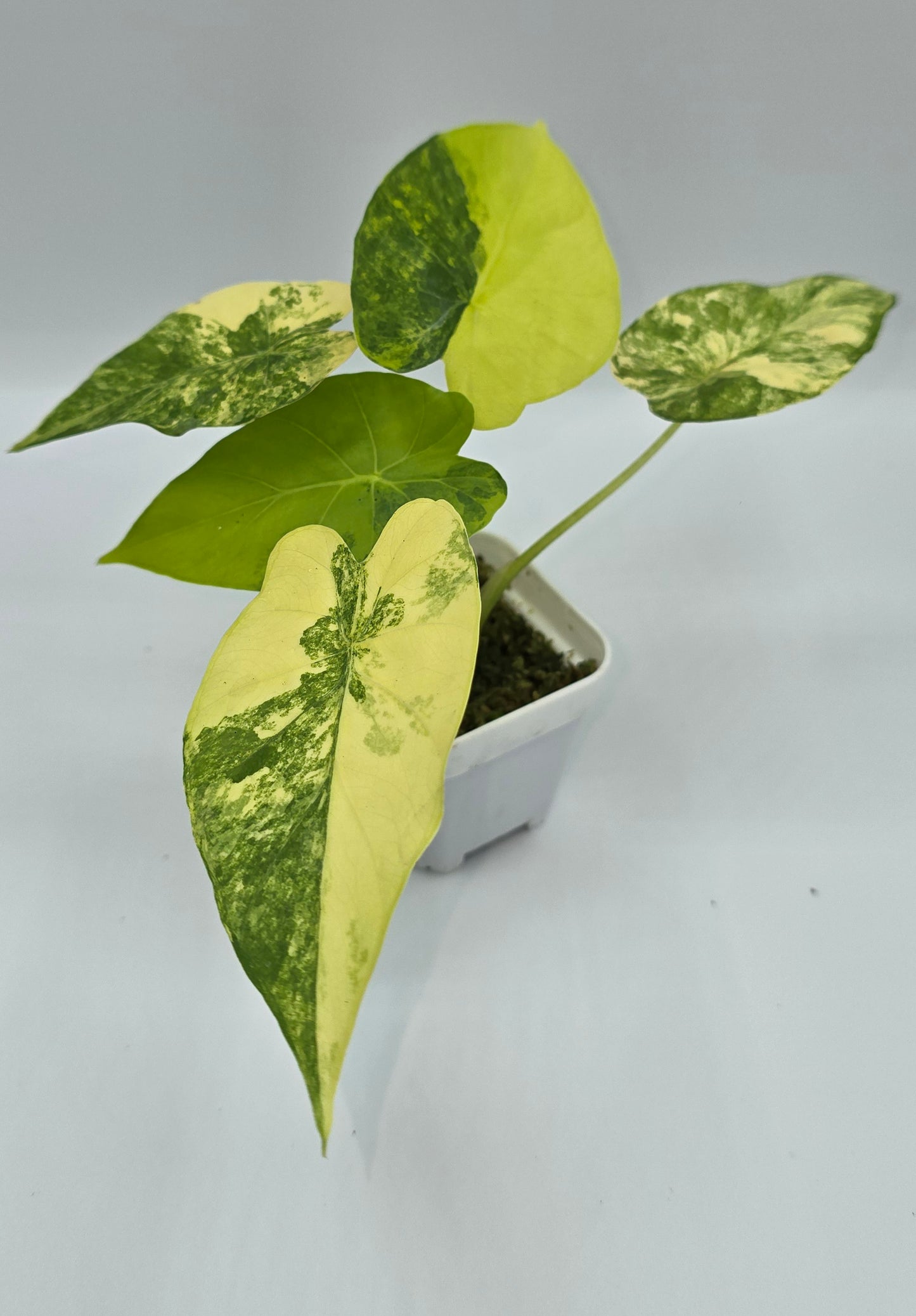 Alocasia Gageana Aurea Variegata