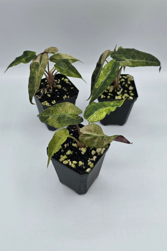 Alocasia Polly Aurea Tricolor