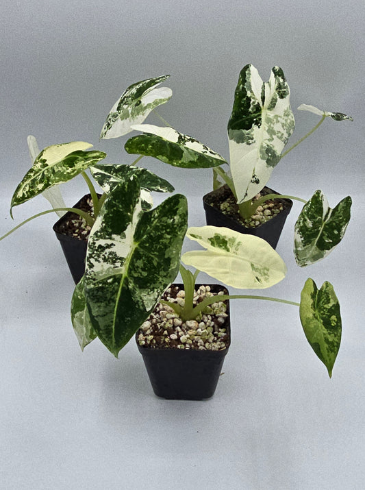 Alocasia Frydek Variegata