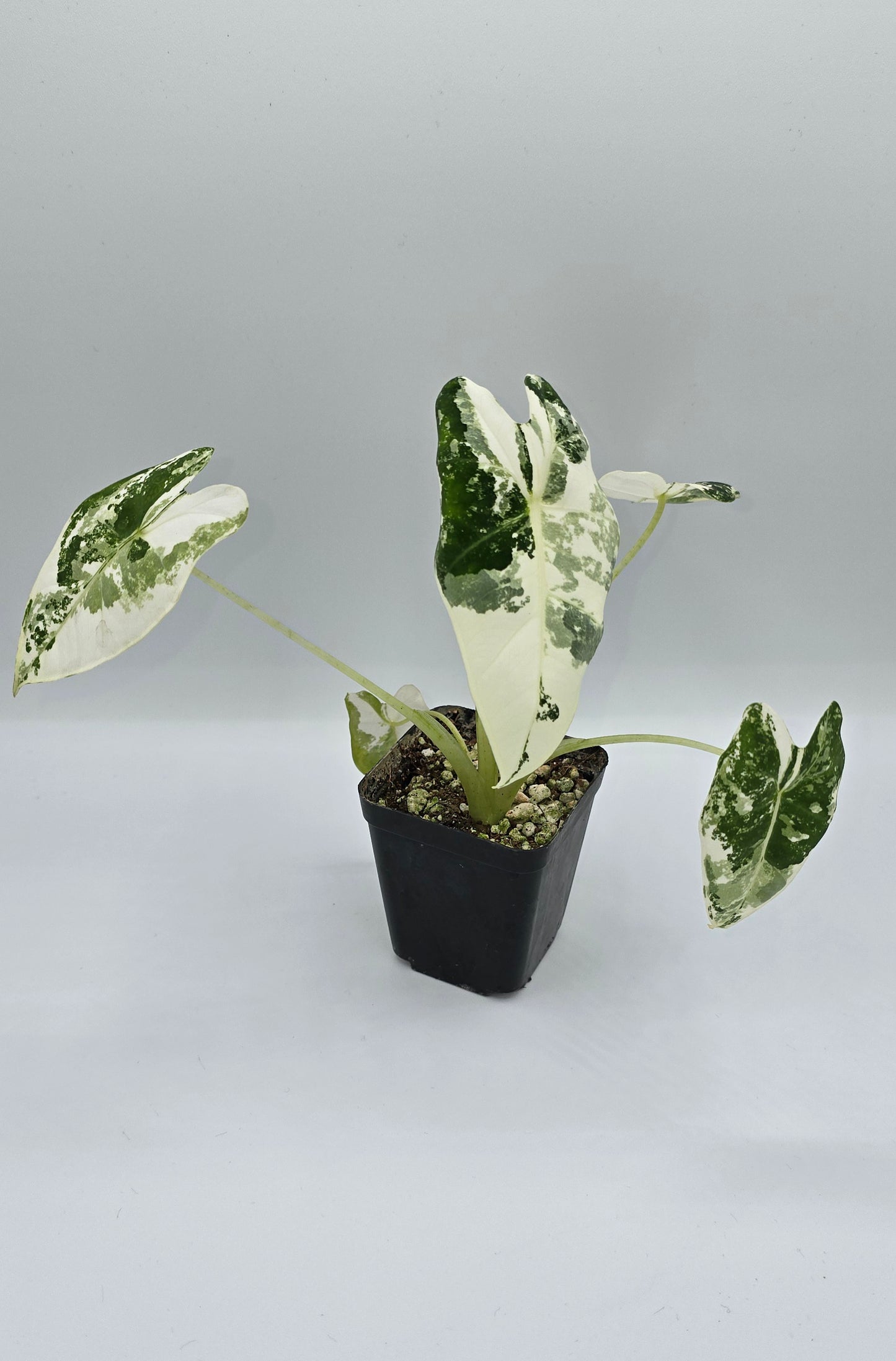 Alocasia Frydek Variegata