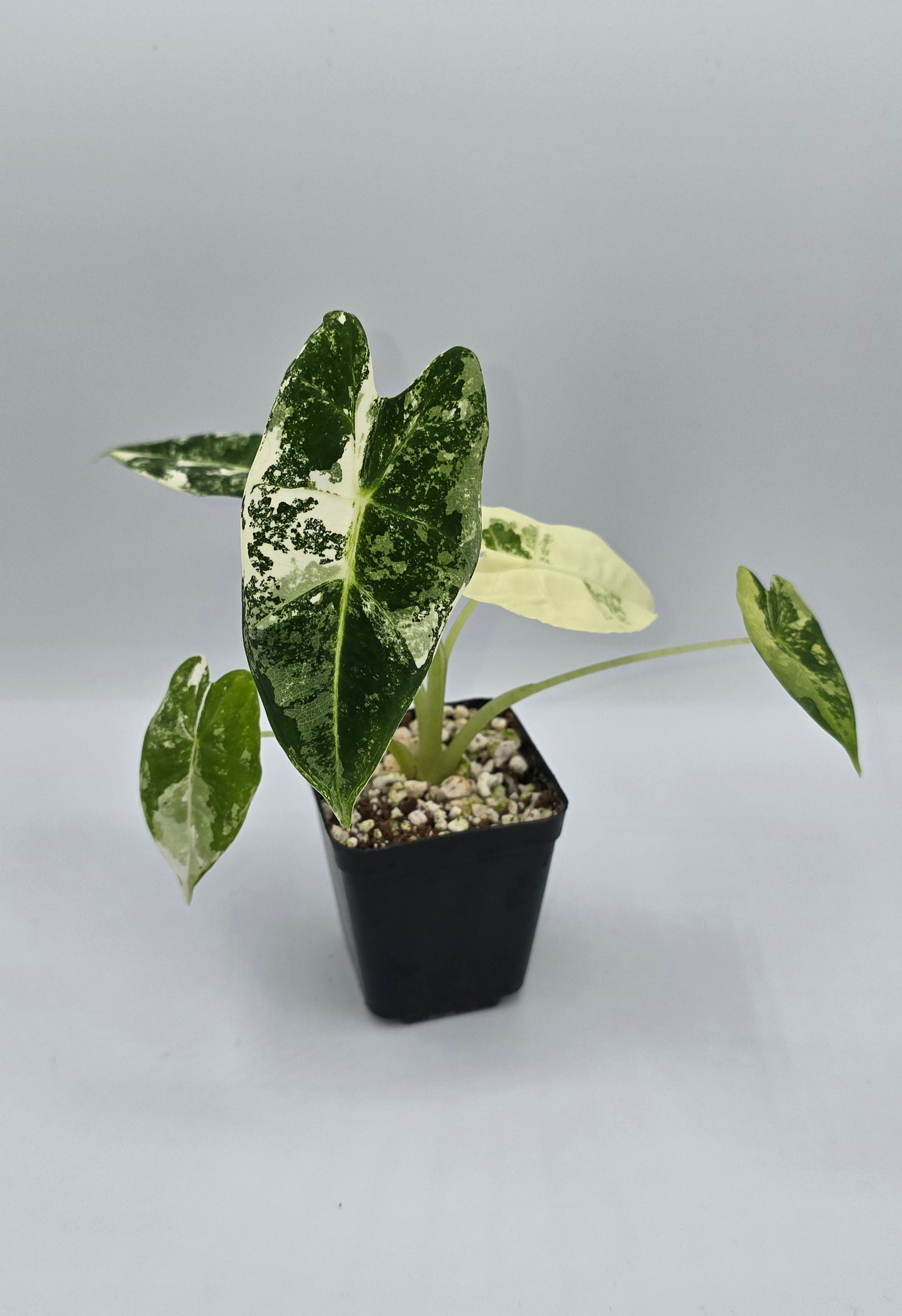 Alocasia Frydek Variegata