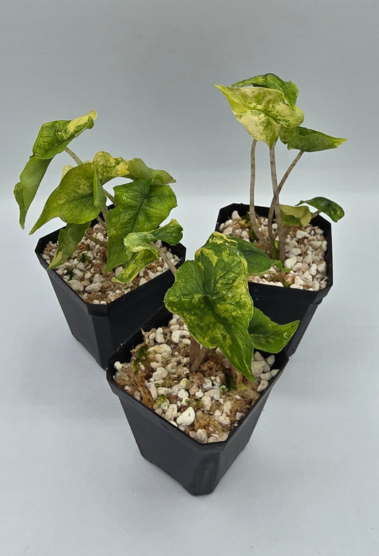 Alocasia Jacklyn Aurea Variegata