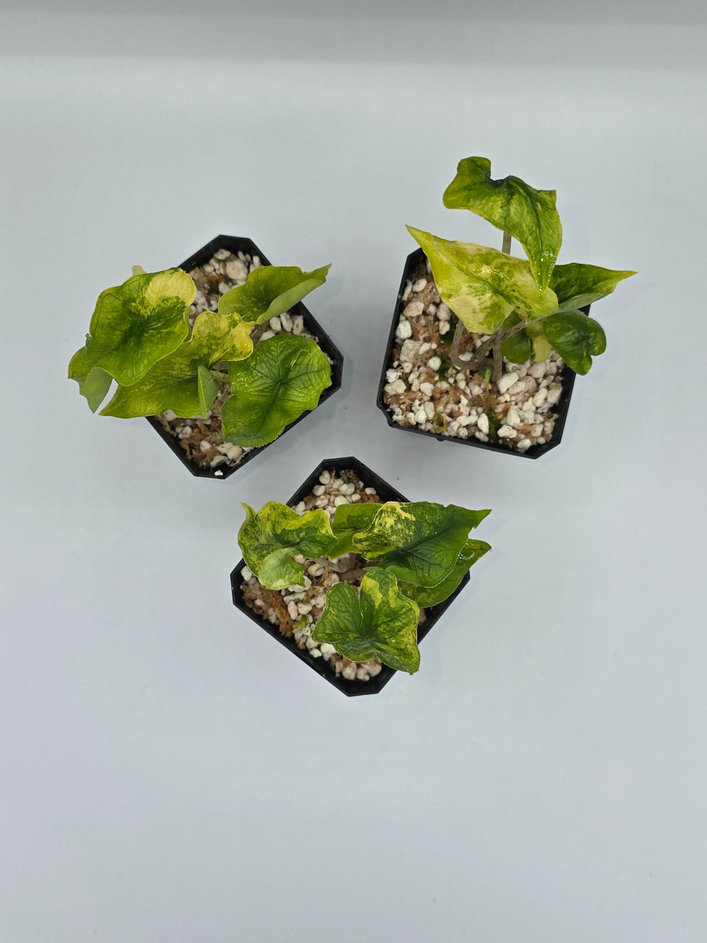 Alocasia Jacklyn Aurea Variegata