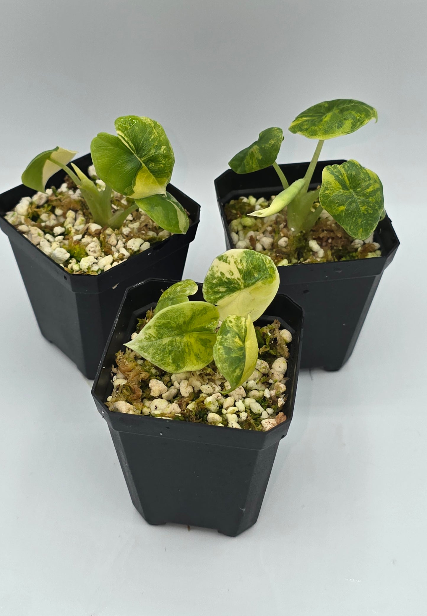 Alocasia Melo Aurea Variegata