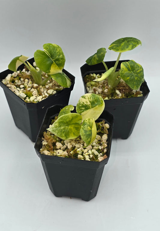 Alocasia Melo Aurea Variegata