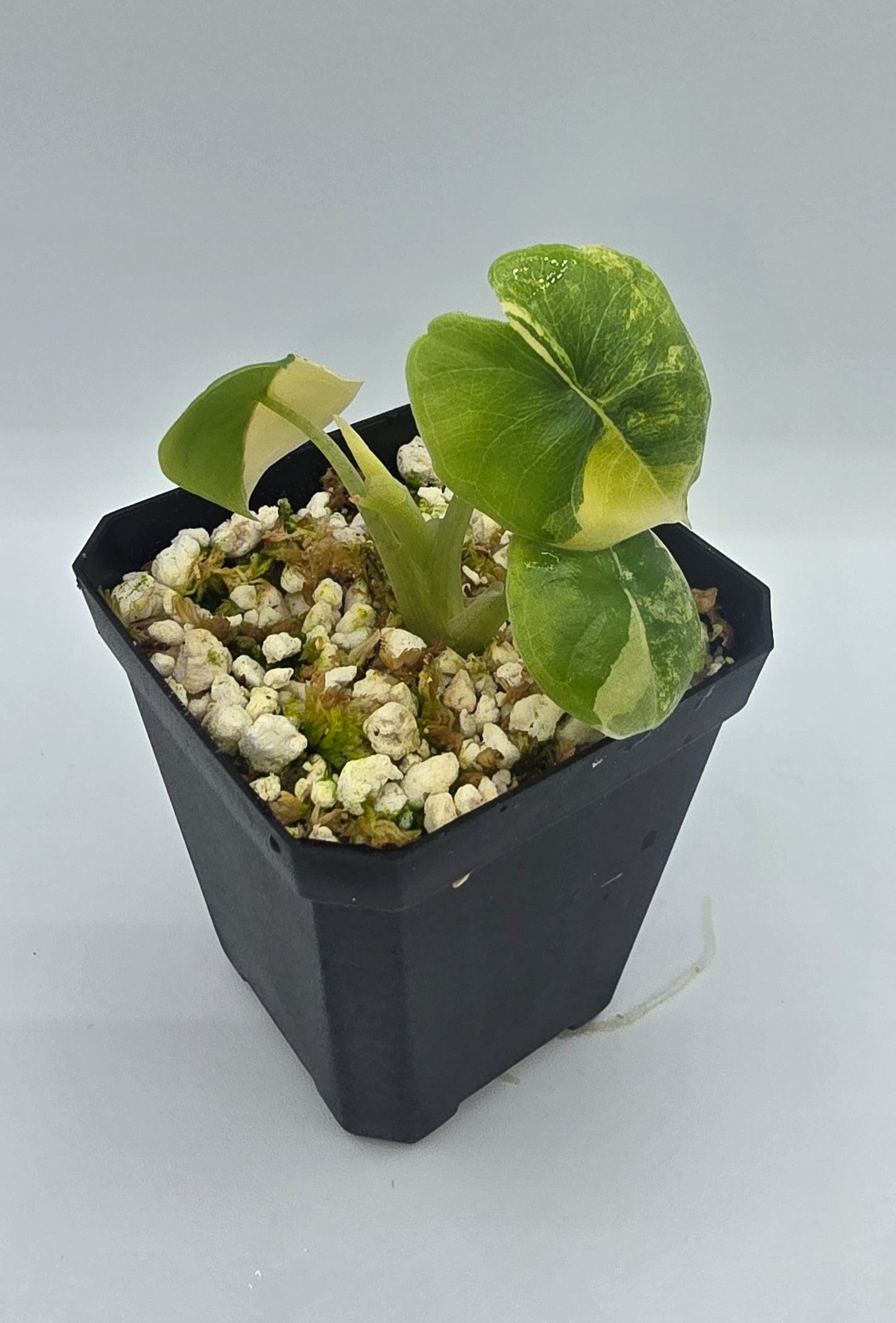 Alocasia Melo Aurea Variegata