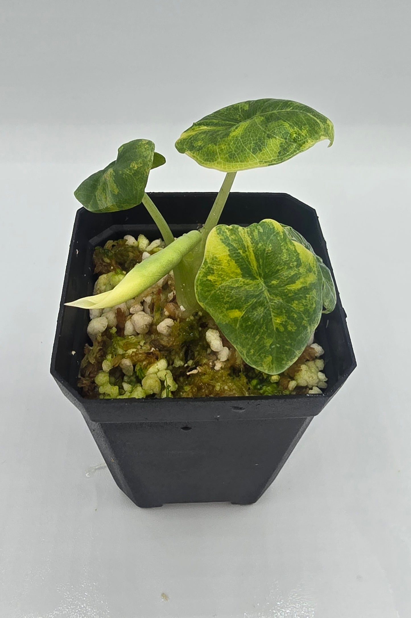 Alocasia Melo Aurea Variegata
