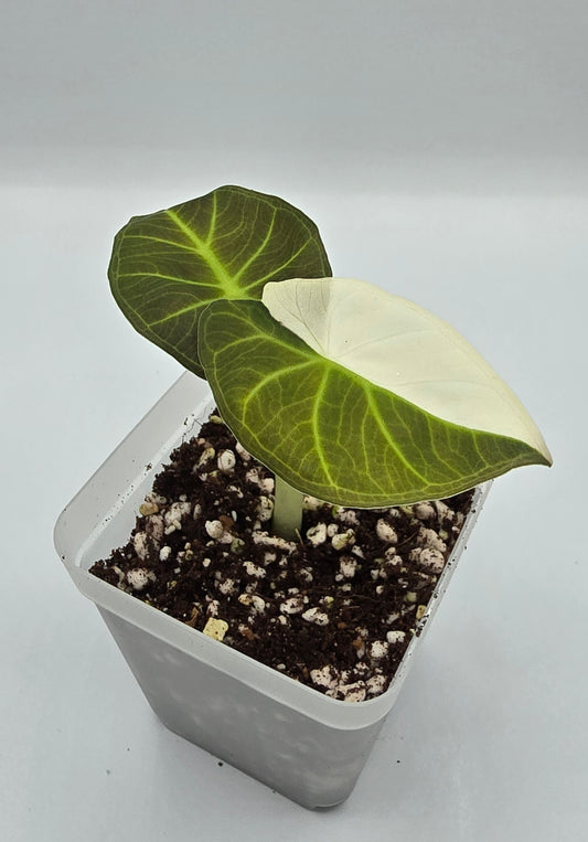 Alocasia Regal Shield Albo Variegata