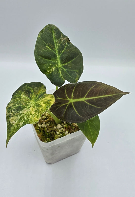 Alocasia Regal Shield Aurea Variegata