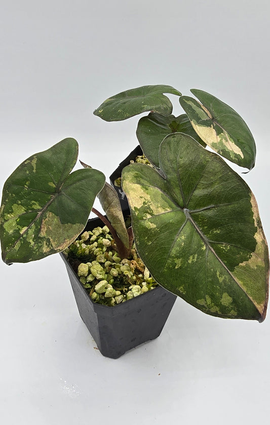 Alocasia Yucatan Princess Pink Albo Variegata