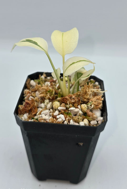 Monstera White Lava Variegata