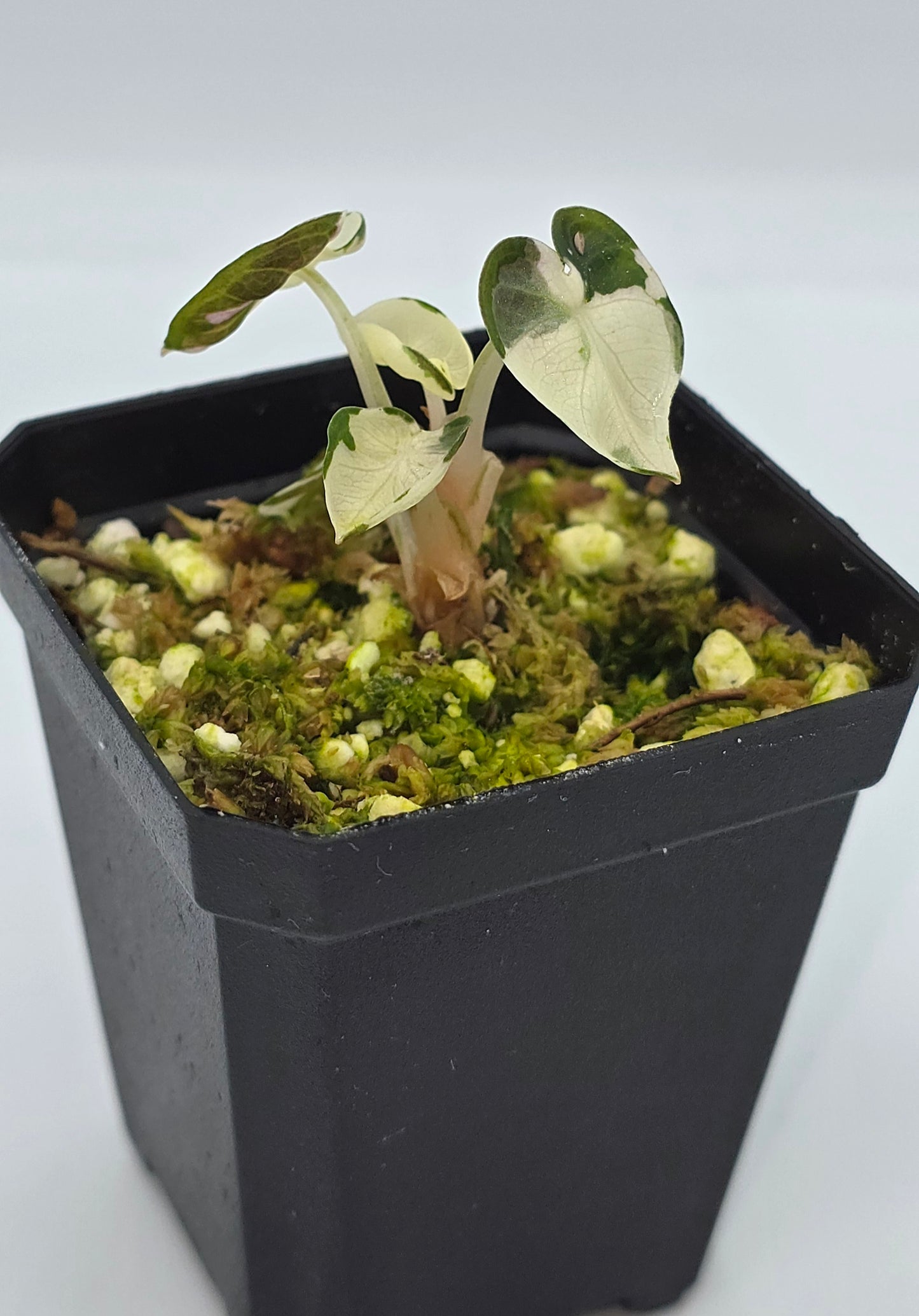 Alocasia Balloon Heart Pink Variegata