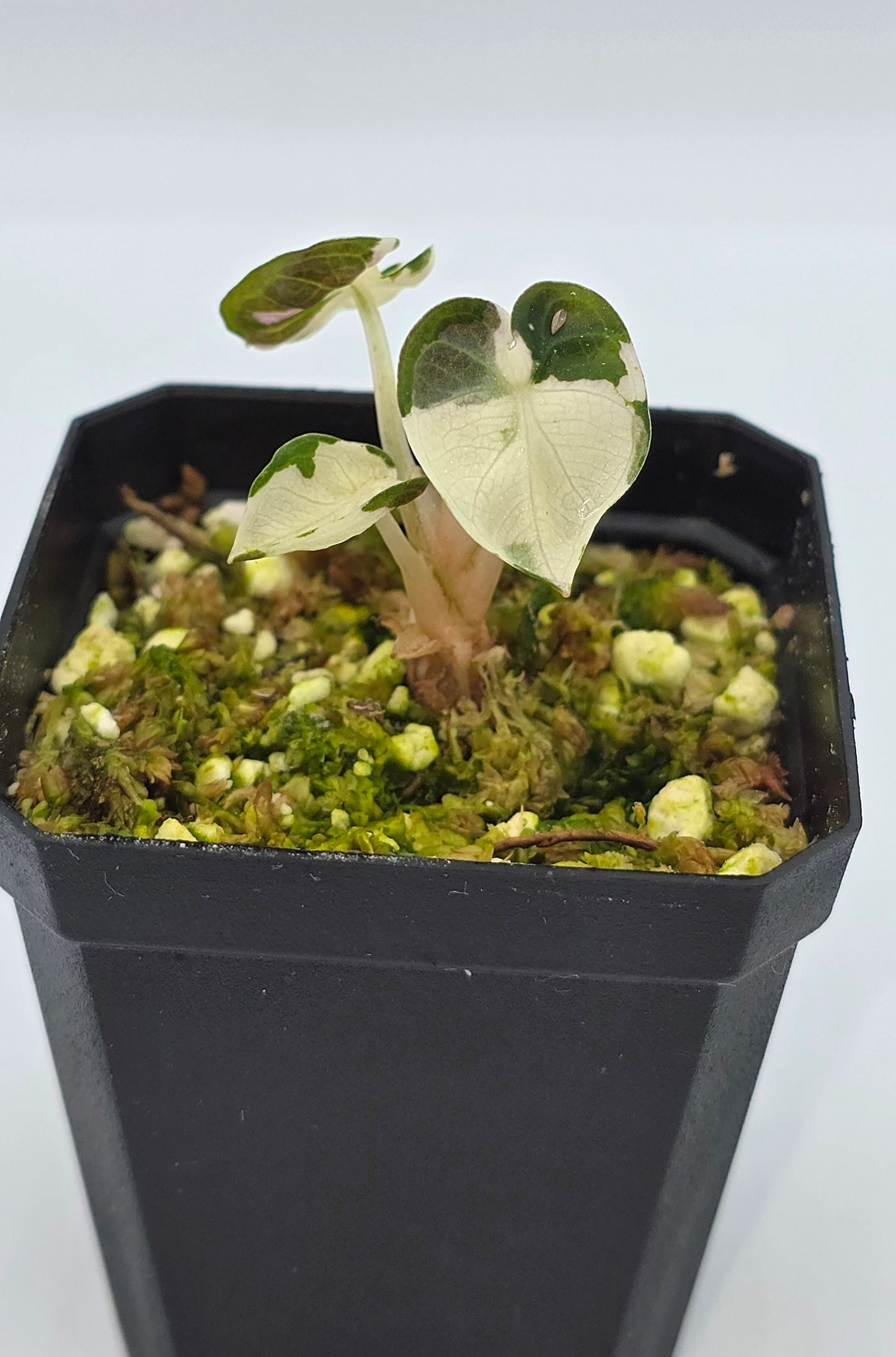 Alocasia Balloon Heart Pink Variegata