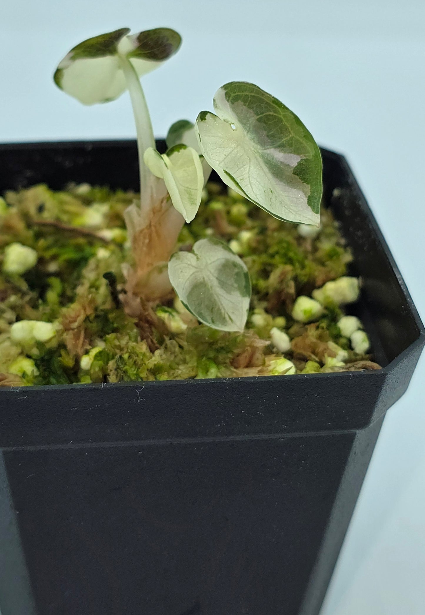 Alocasia Balloon Heart Pink Variegata