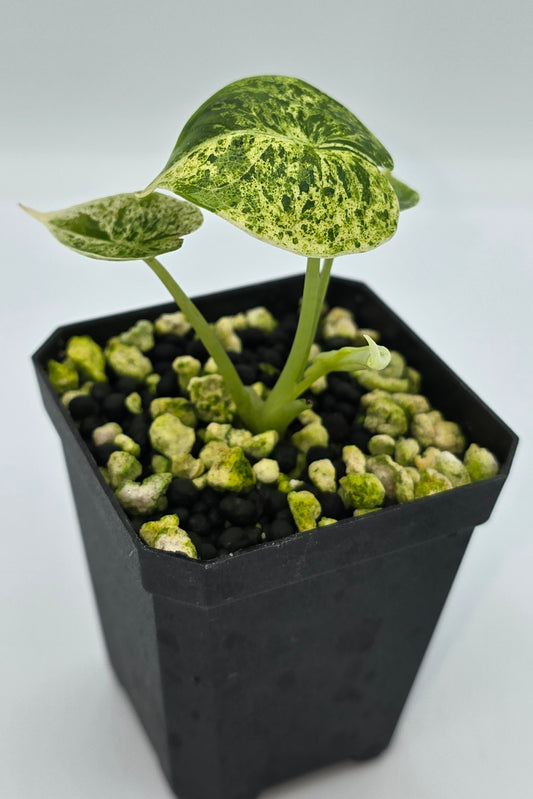 Alocasia Dragon Scale Mint Variegata