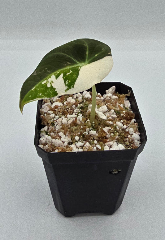 Alocasia Black Velvet Pink Variegata Baby