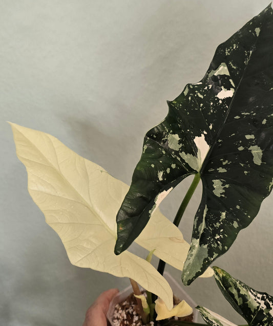 Alocasia Simpo Albo Rhizome