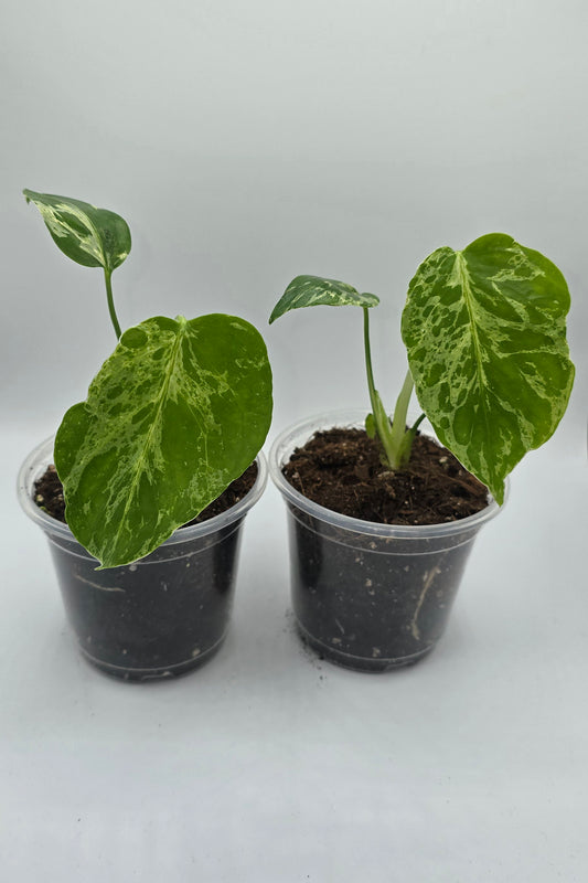 Monstera Bulbasaur Variegata