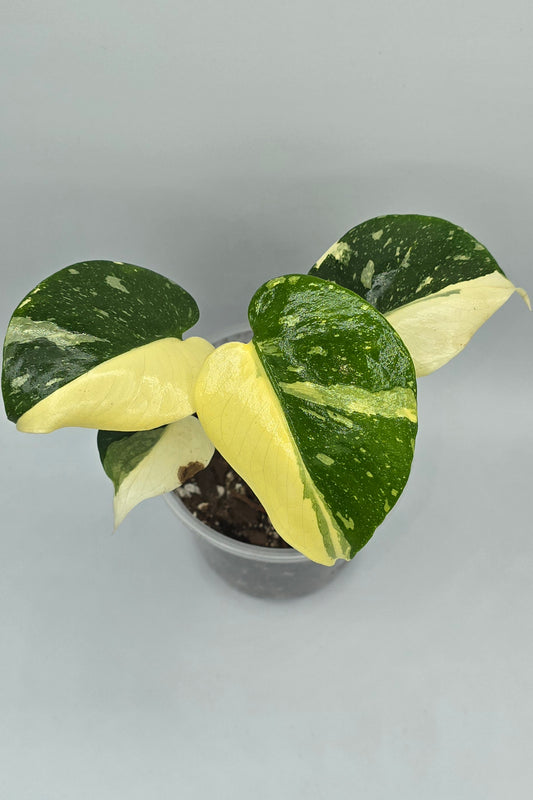 Monstera Thai Constellation Halfmoon Nr.1