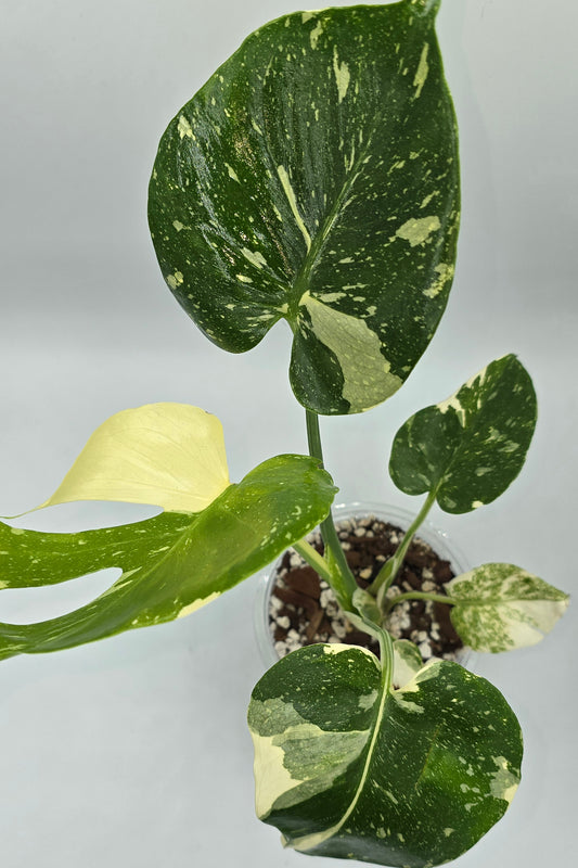 Monstera Thai Constellation Nr.3