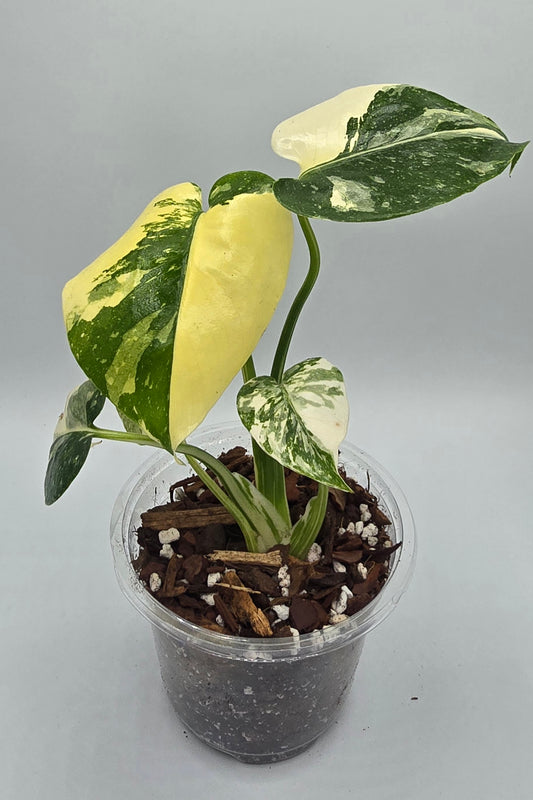 Monstera Thai Constellation Nr.4