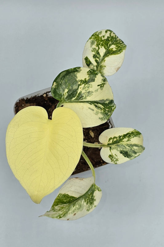 Monstera Thai Constellation Nr.5 High Grade Variegata