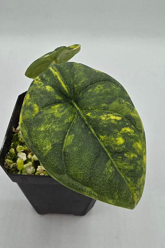 Alocasia Melo Aurea Variegata
