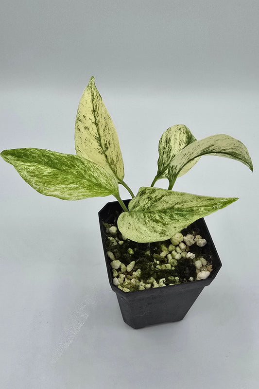 Monstera Laniata Mint Variegata