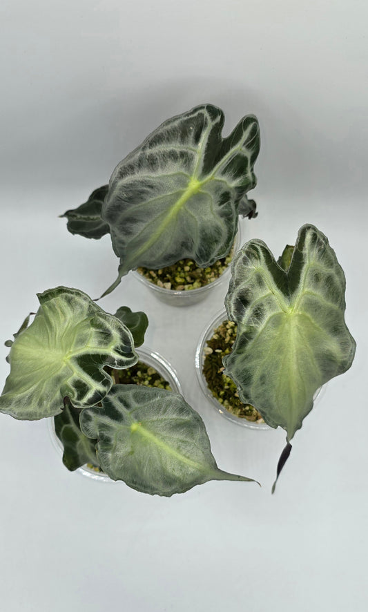 Special Sale Alocasia Venom