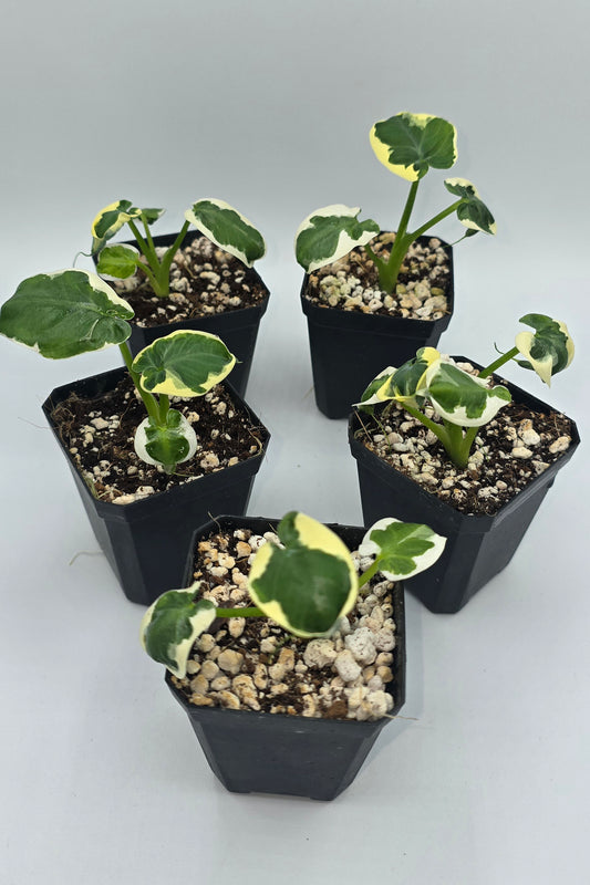 Alocasia Mickey Mouse Variegata (Xanthosoma sp.)