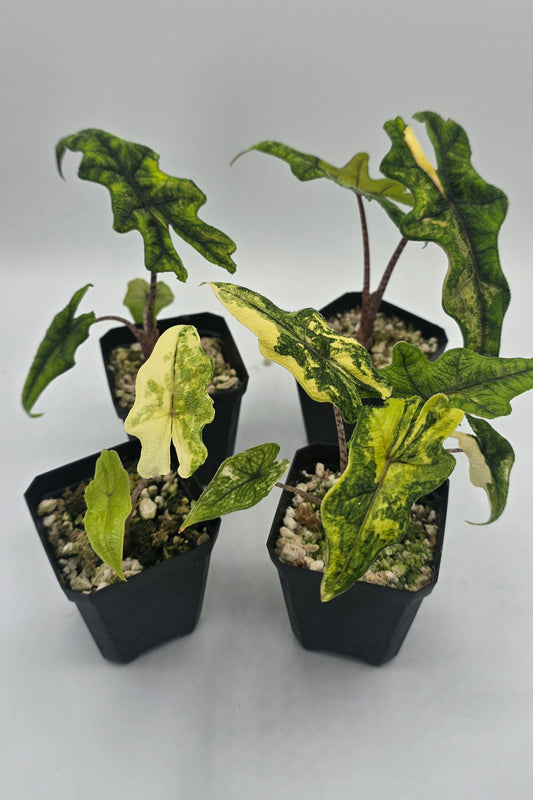 Alocasia Jacklyn Aurea Variegata