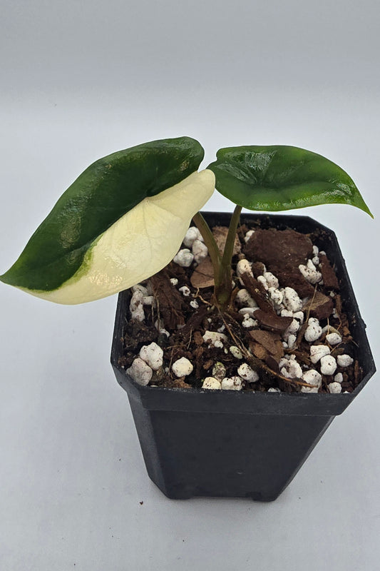 Alocasia Scalprum Aurea Variegata